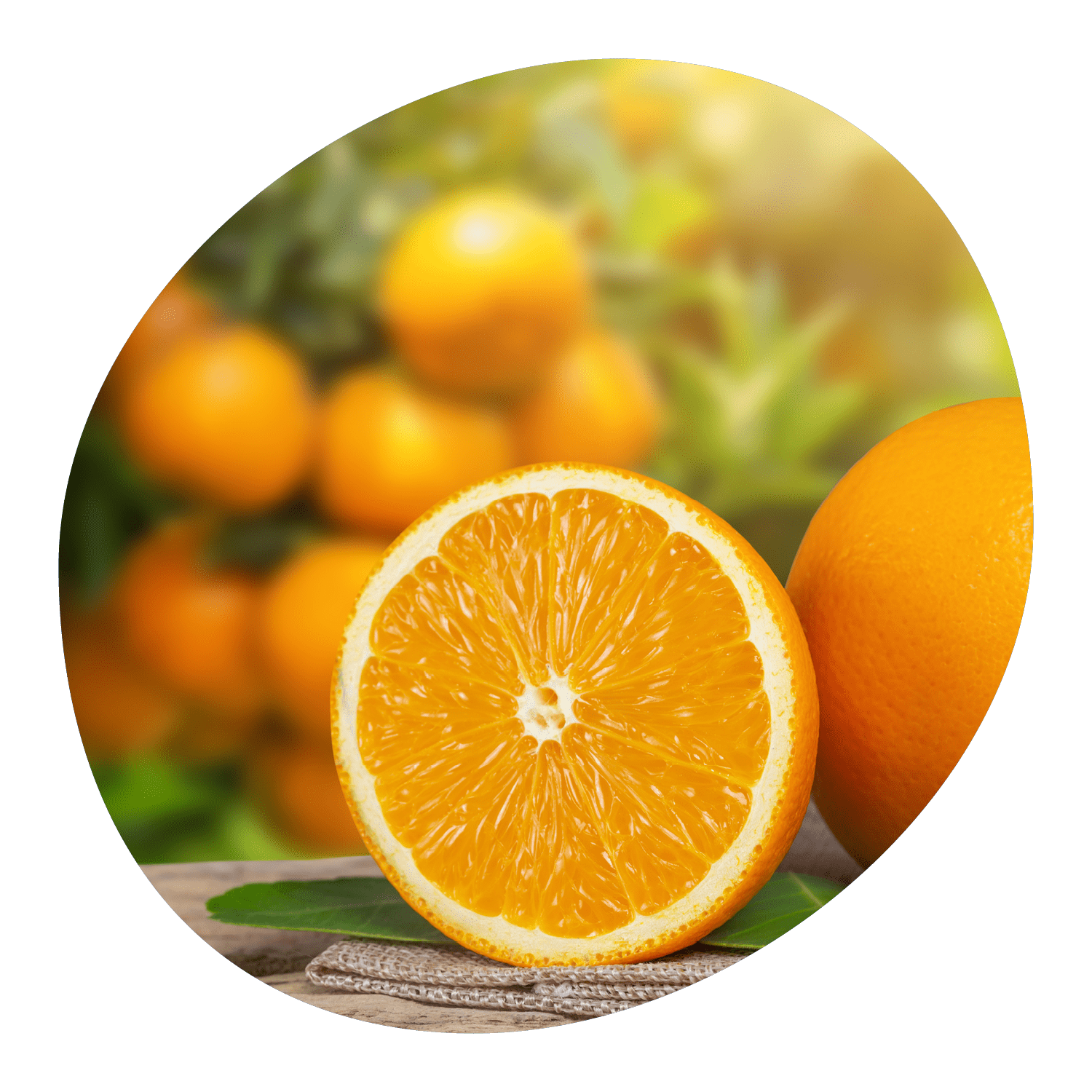 Cultivo de naranjo